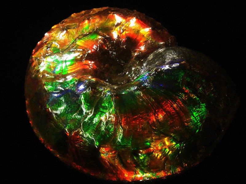 輝くアンモナイトの秘密 魅了された研究者が解明した「奇跡の構造