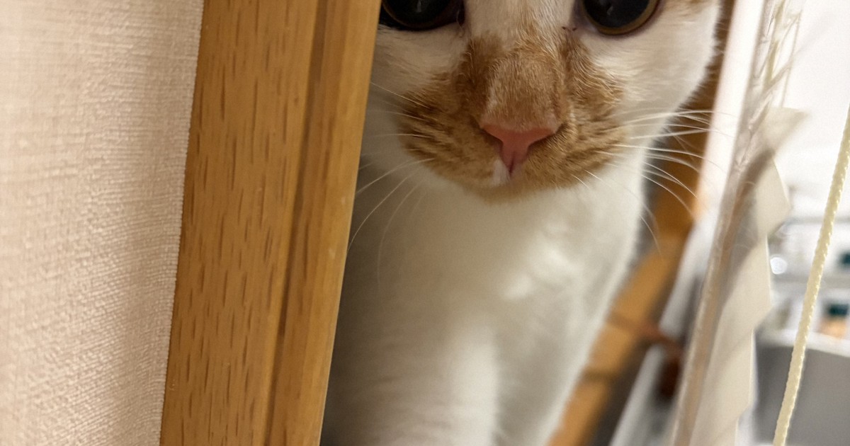 Japan Imperial Household Agency releases photos of rescue cats on Princess Aiko's birthday