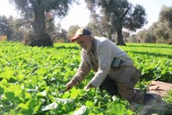 野菜を収穫するカリド・ミナイムさん＝ダマスカス郊外で2025年11月27日、金子淳撮影