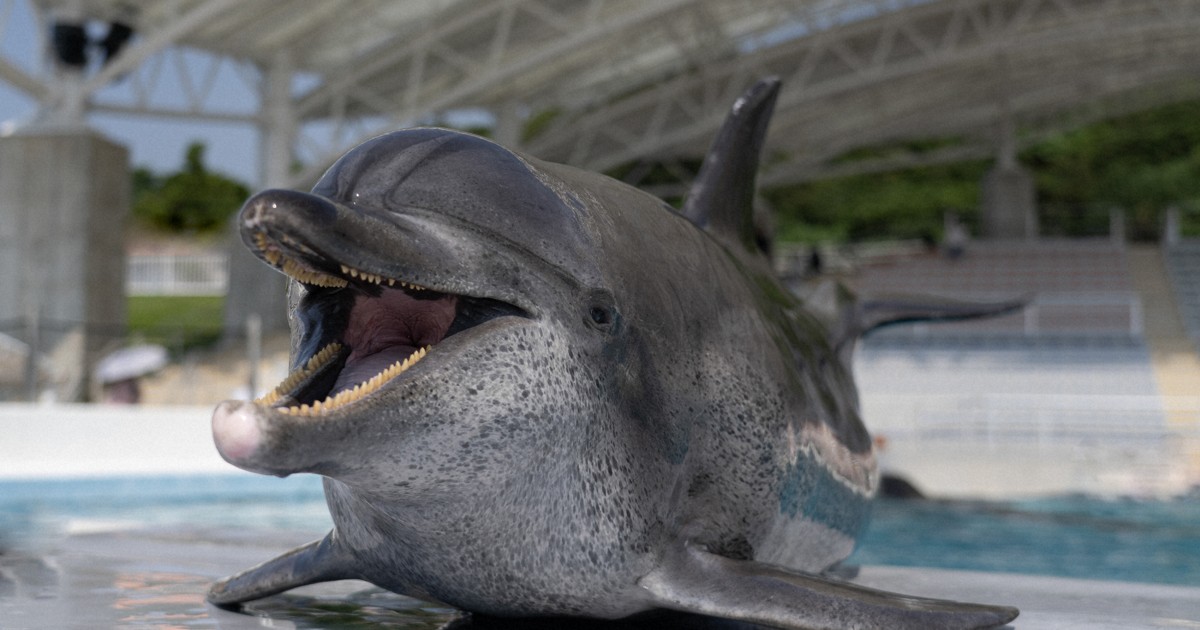 死んだ子を背中の上にのせてもがく…母イルカの泣ける場面＝韓国 | Joongang Ilbo | 中央日報 イルカの日('73米)