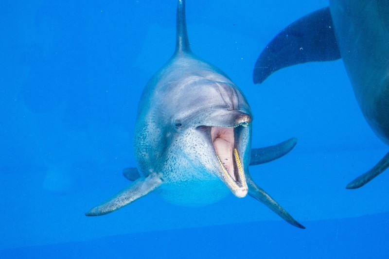 美ら海水族館のイルカ「オキちゃん」天寿全う 推定52歳、飼育最長