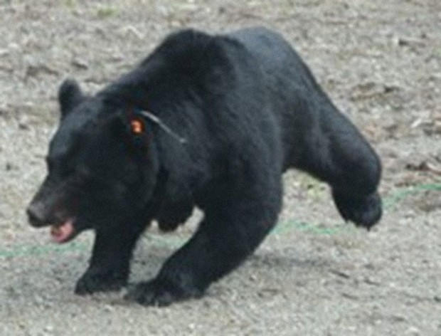 まほろばナビ：クマ目撃、奈良市最多 県が市町村別情報 昨年度までゼロ