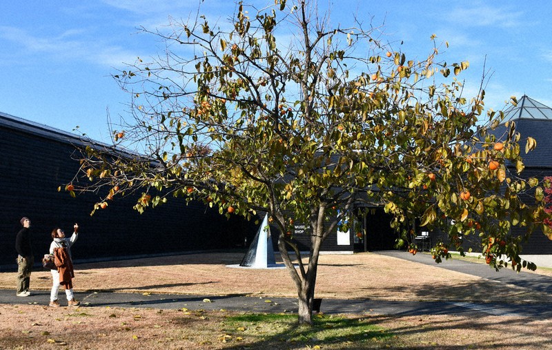 柿の木が伝える「平和」 「長崎被爆2世」苗木 世界に 原美術館ARC植樹