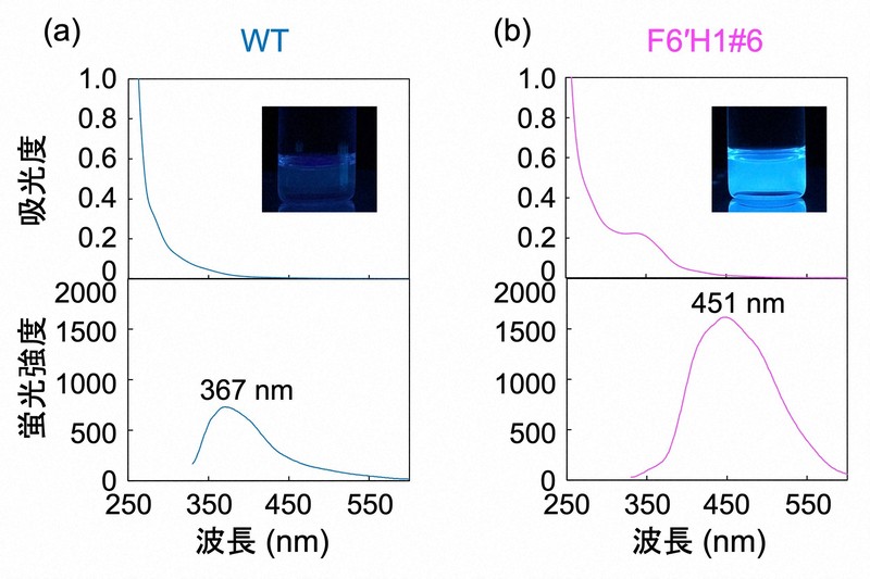 発光バイオ素材を樹木で スマート材料へ応用期待 愛媛大大学院など