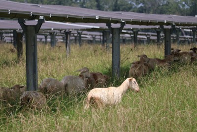 太陽光パネルの下で群れる羊＝米南部ジョージア州で2025年8月20日、八田浩輔撮影