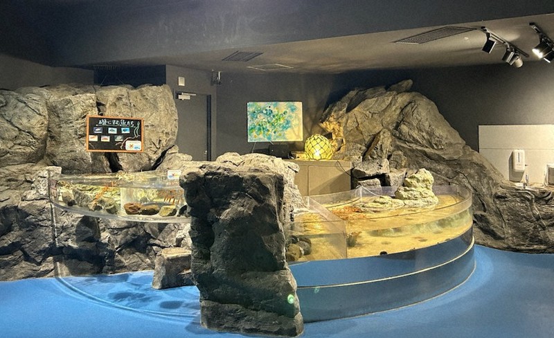無くなる？変わる？「タッチプール」 水族館が模索するふれあい改革
