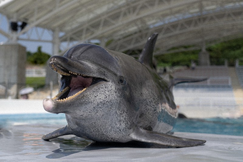 6さいからのニュース：イルカ「オキちゃん」天ごくへ 沖縄 | 毎日新聞