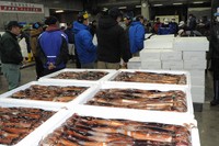 A Japanese flying squid auction is held following the resumption of fishing for resource survey purposes, in Hakodate, Hokkaido, Nov. 11, 2025. (Mainichi/Kunihiko Misawa)