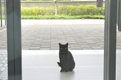 世界が注目した“攻防” 美術館入りたかった黒猫に感謝 広島・尾道