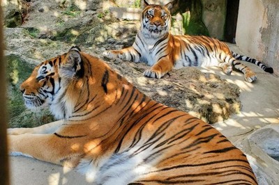 展示室で過ごす臥桜（手前）と未桜＝2023年11月（長野県の須坂市動物園提供、共同）