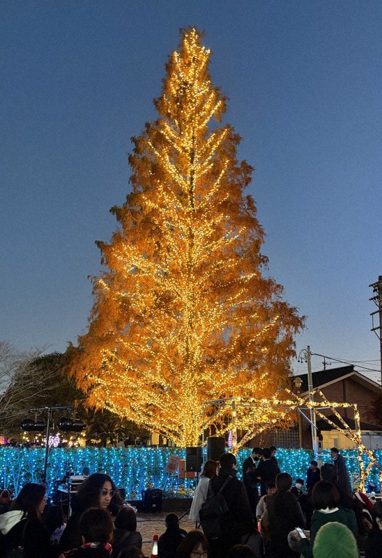 クリスマスツリー メタセコイア、金色に輝いて 松阪・鈴の森公園