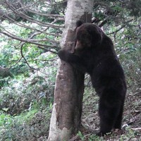 ルシャ太郎とみられるヒグマが木に体をこすりつける様子＝吉田多麻希さん提供