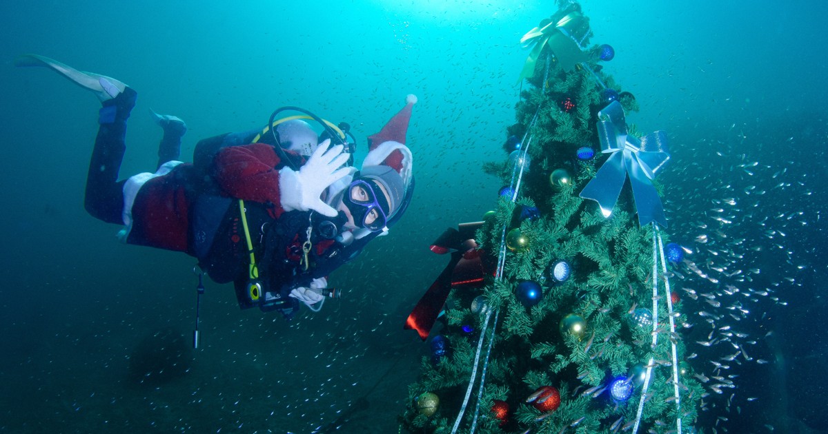 水深8メートルのクリスマスツリー点灯 静岡・大瀬崎で25日まで | 毎日新聞
