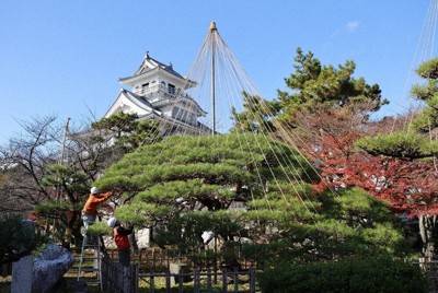 冬本番に備え、「かさ松」に施される雪つり＝長浜市公園町の豊公園で、長谷川隆広撮影