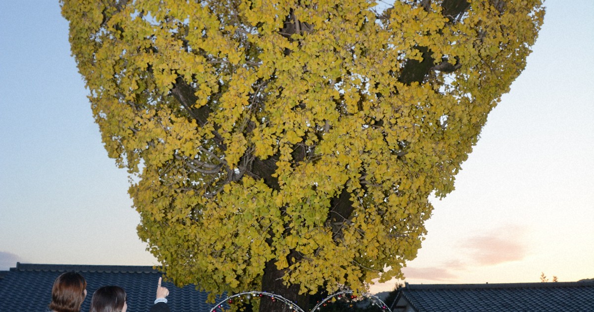 Easy Japanese news in translation: Heart-shaped ginkgo tree draws people in Nagasaki Pref.