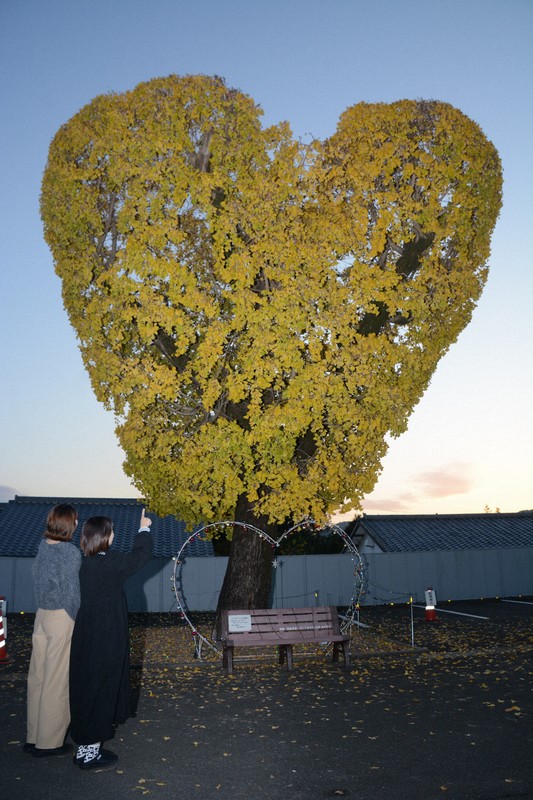 Easy Japanese news in translation: Heart-shaped ginkgo tree draws people in Nagasaki Pref.