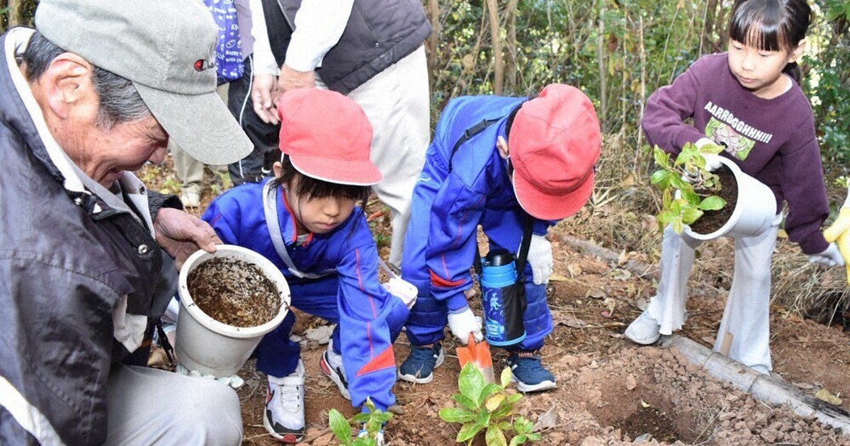 児童が育てた苗木 一株ずつ丁寧に 「きれいに咲いて」 アジサイ植樹
