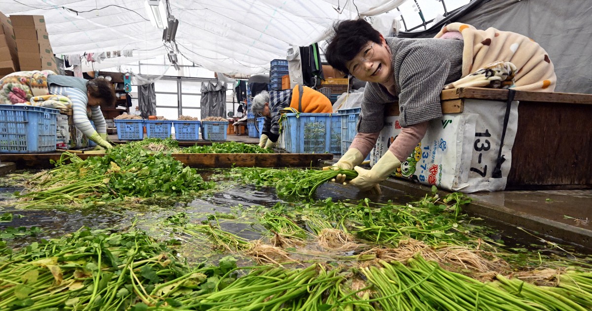 冬の味覚「堀込せり」が収穫最盛期 鍋や天ぷらがおすすめ 山形 | 毎日新聞