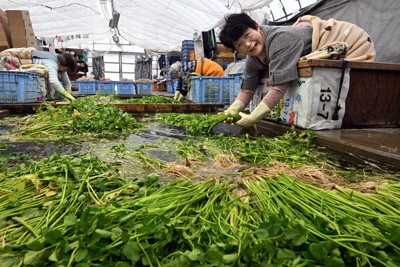 木箱に入り、セリに付いた泥を洗い落とす女性たち＝山形市で2025年12月10日、竹内幹撮影