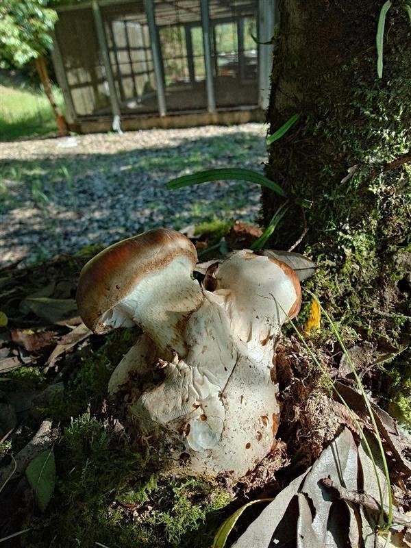 希少キノコ「ブンゴツボマツタケ」を宮崎・美郷町で発見 国内4例目