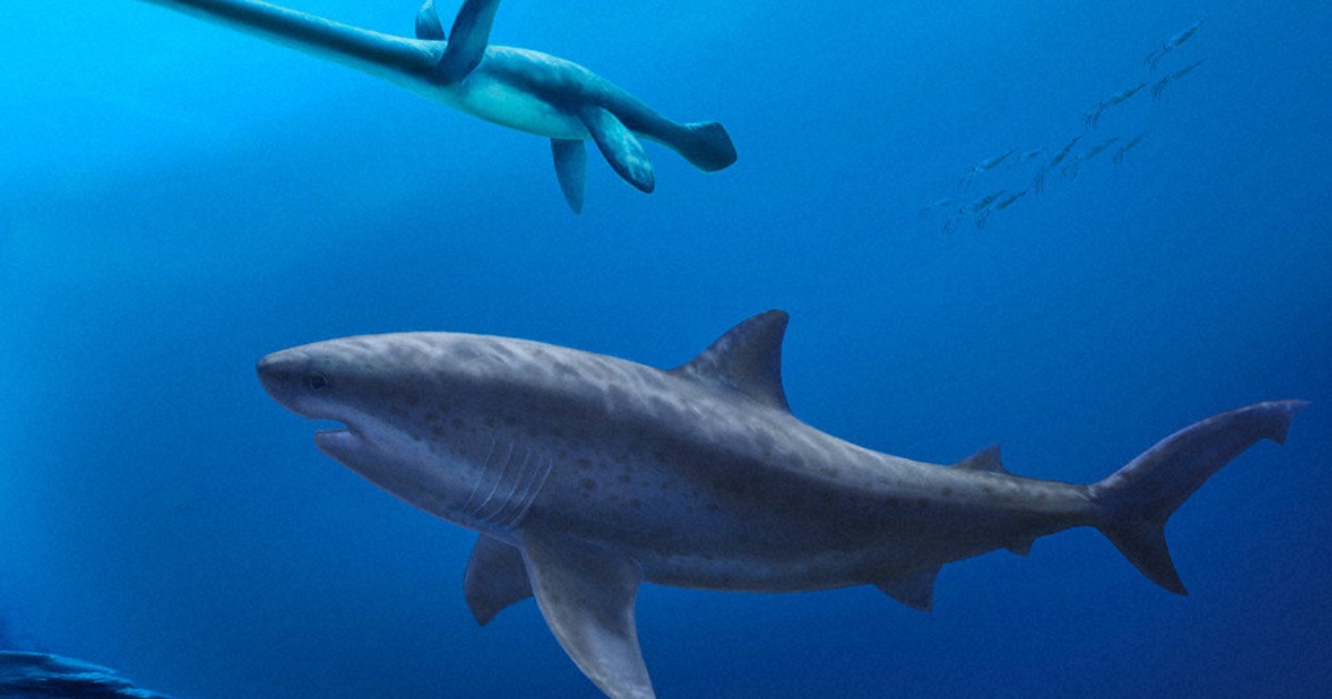 Before megalodon, researchers say a monstrous shark ruled ancient Australian seas