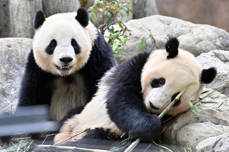 上野動物園のパンダ、最後に見るには？ 時期によって異なる観覧方法