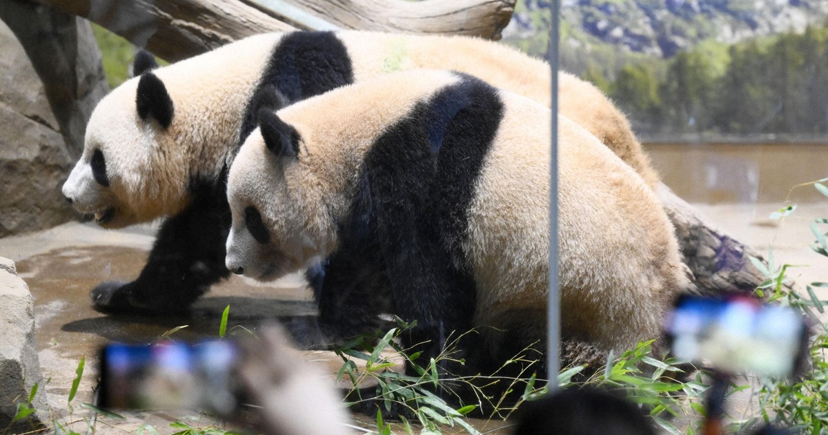 Japan to go panda-less as Ueno zoo pair set for China return in January