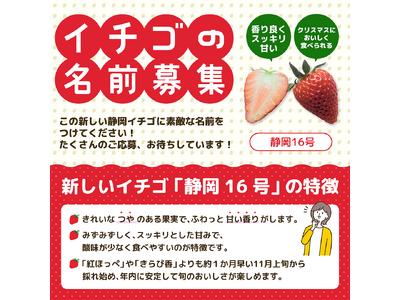 プレスリリース：［イチゴの名前募集］ 新品種「静岡16号」 採用者景品