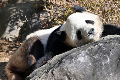 上野動物園にいるパンダのシャオシャオ＝東京都台東区で2025年12月16日午前11時21分、西夏生撮影
