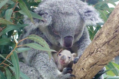 母親のおなかの袋から顔を出したコアラの赤ちゃん＝埼玉県東松山市の県こども動物自然公園で、同園提供
