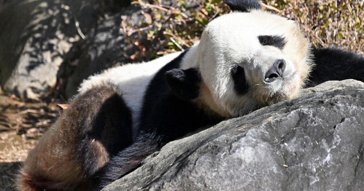 上野動物園 ありがとうシャオシャオレイレイ ジップパーカーL シャンシャンパンダ 商品詳細ページ