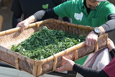 茶もみ体験用に用意された茶葉＝愛知県西尾市で5月1日、山崎一輝撮影