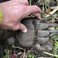 武重謙さんが初めて捕獲したクマの手＝武重さんのX（ツイッター）より
