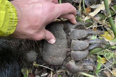 自分で食べるためなのに…クマの狩猟報告に「ありがとう」の違和感