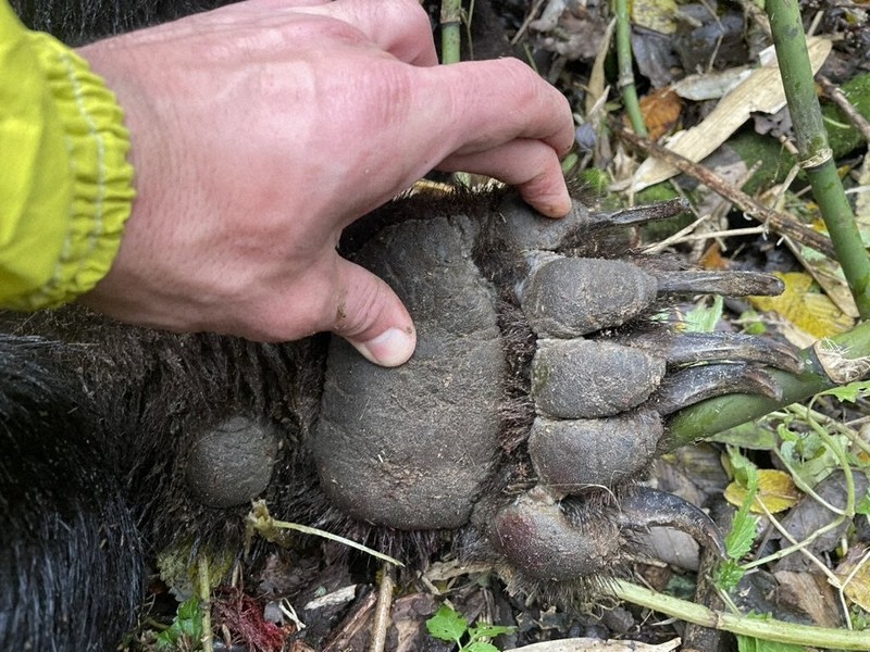 自分で食べるためなのに…クマの狩猟報告に「ありがとう」の違和感
