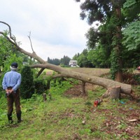 クマ対策で造林業者によって伐採された栗の木＝秋田県鹿角市で2024年6月14日、工藤哲撮影