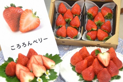 宮城県が開発したイチゴの新品種「ころろんベリー」＝県庁で2025年12月17日、山中宏之撮影