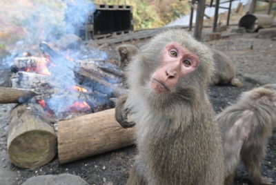 たき火にあたって暖を取るヤクシマザル＝愛知県犬山市で2025年12月17日、山崎一輝撮影