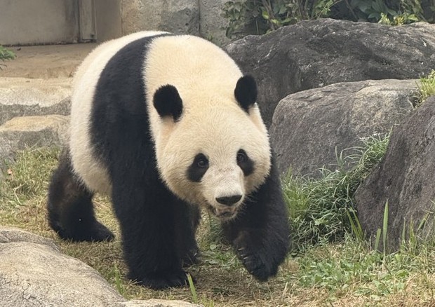 オリコンニュース：上野動物園「ご来園いただいてもご覧になれない可能
