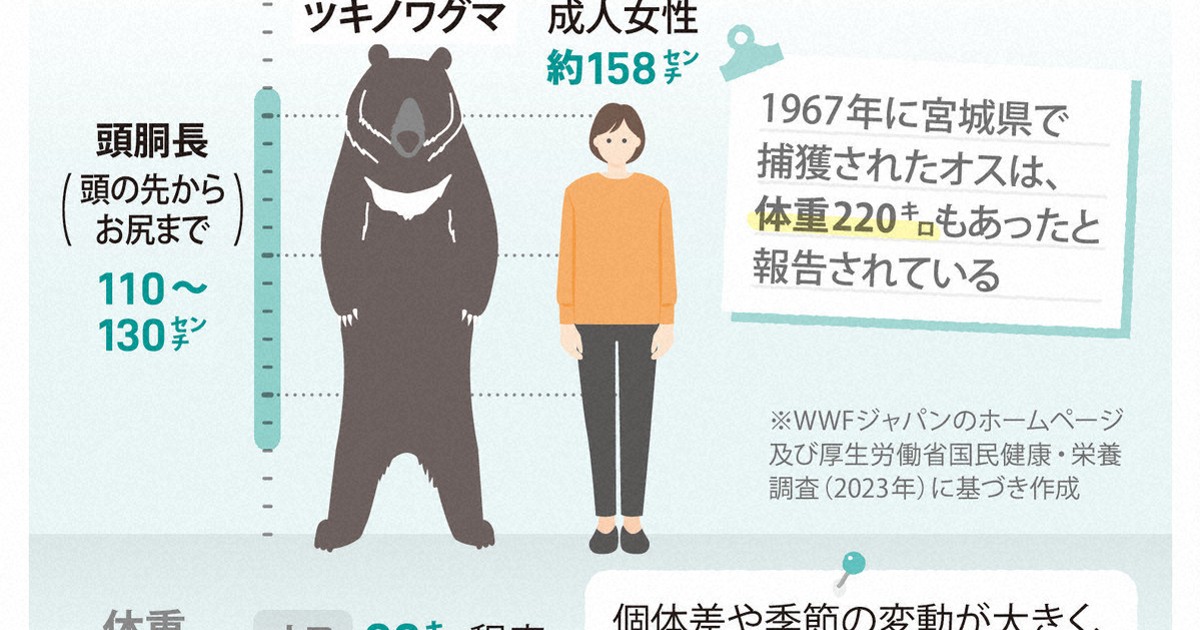 もしクマに遭遇したら…どうする？ 図表でわかる驚きの生態 [写真特集5