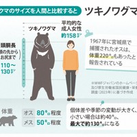 クマのサイズを人間と比較すると…ツキノワグマ