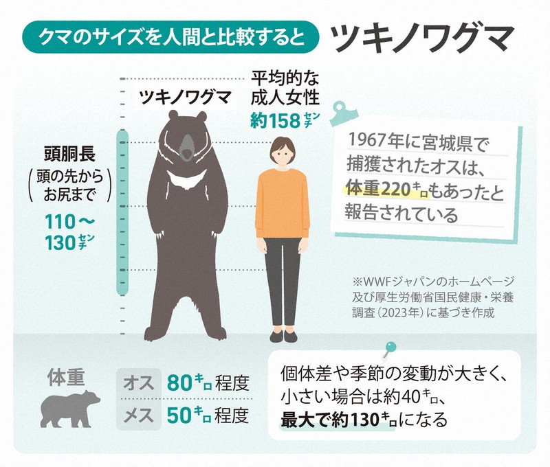 クマのサイズを人間と比較すると…ツキノワグマ