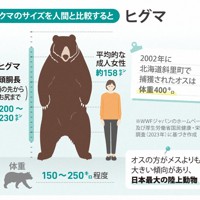 クマのサイズを人間と比較すると…ヒグマ