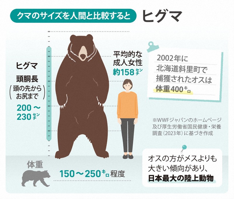クマ様　確認ページ もしクマに遭遇したら…どうする？ 図表でわかる驚きの生態 [写真特集1