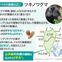 クマの行動圏は広い…ツキノワグマ