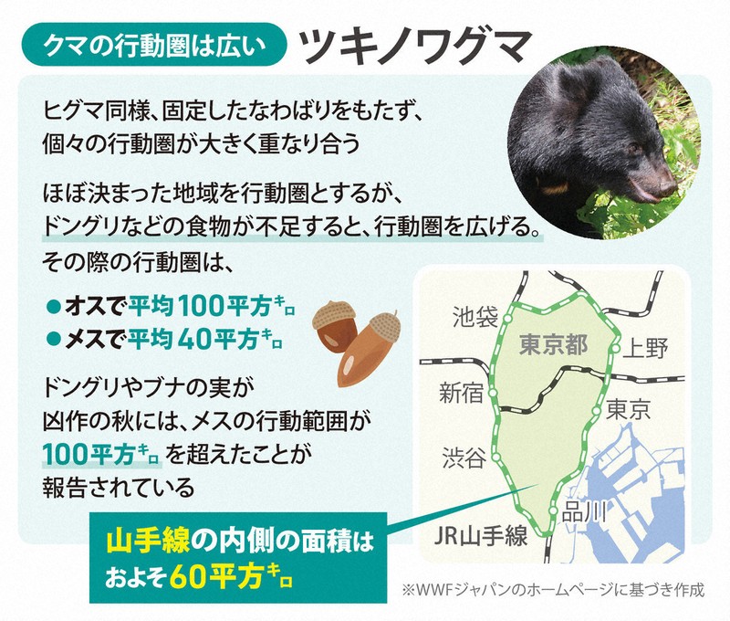 クマの行動圏は広い…ツキノワグマ