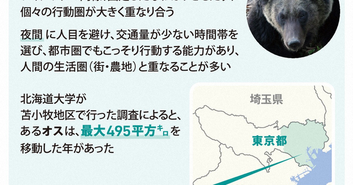 もしクマに遭遇したら…どうする？ 図表でわかる驚きの生態 [写真特集6