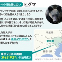 クマの行動圏は広い…ヒグマ