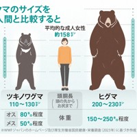 クマのサイズを人間と比較すると