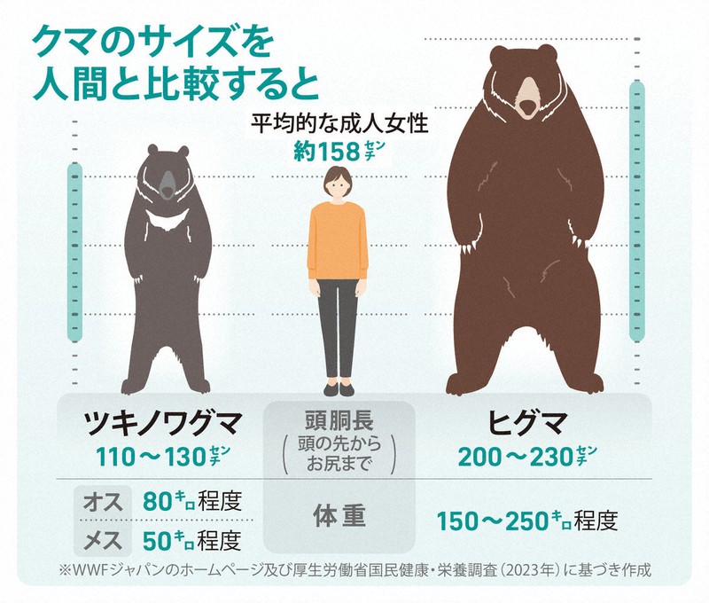 もしクマに遭遇したら…どうする？ 図表でわかる驚きの生態 [写真特集1
